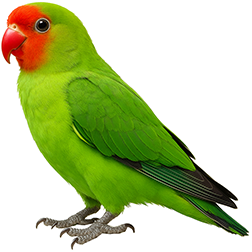 Abyssinian Lovebird